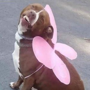 Meet your Posher, Dawn